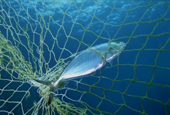 fish caught in fixed net between two coral outcrops , Ind... by Greg Grant 